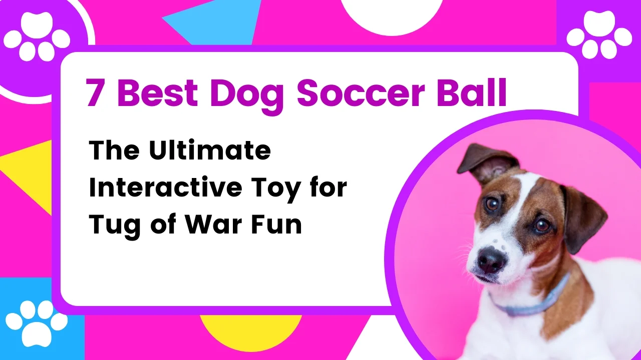 Dog Soccer Ball