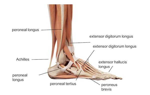Anatomy of The Ankle